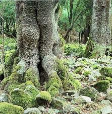 albero-secolare