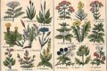 Etheral Herbs Attunement