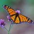 Butterfly Arcangel Reiki